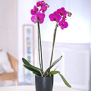 Purple Orchid, two purple Orchids in a vase