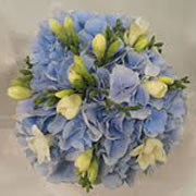 A bouquet of white Freesia and blue Hydrangea
